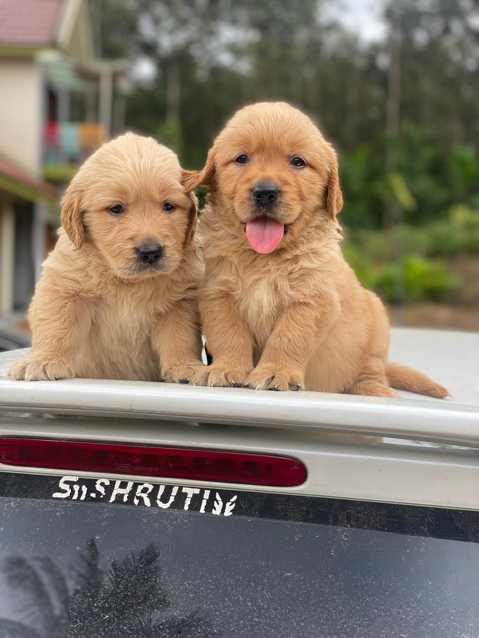 Golden Retriever puppies together